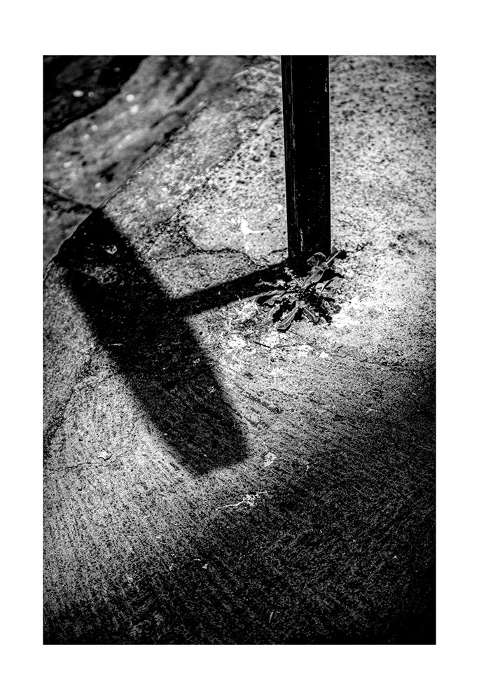 On an unknown path this shadow was the only ray of hope.-thumbmail-1