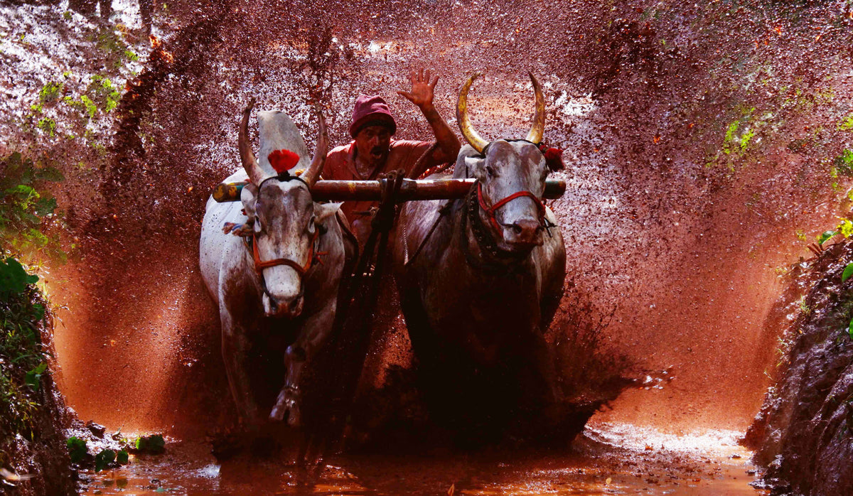 A Dance of Mud, Muscle, and Tradition.